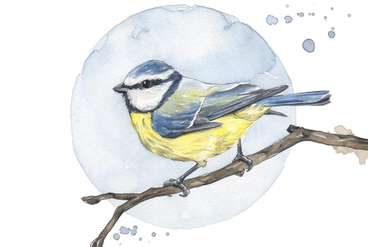 Bird Illustration in Watercolor