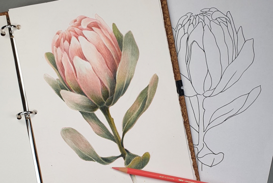 Protea - flower with watercolor