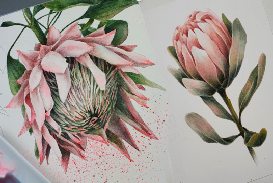 Protea - flower with watercolor