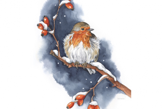 Watercolor Illustration: Robin in Winter