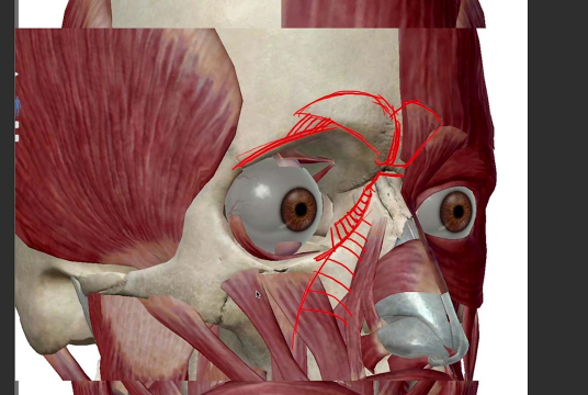 Mastering the Art of the Portrait