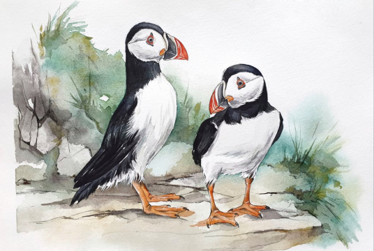 Lovely Puffins - Step by Step Illustration with Watercolors