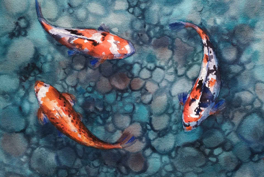 Watercolor illustration: Koi fishes