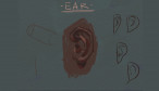 Ears: Digital Drawing Painting Demo 1
